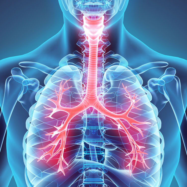 Respiratory System