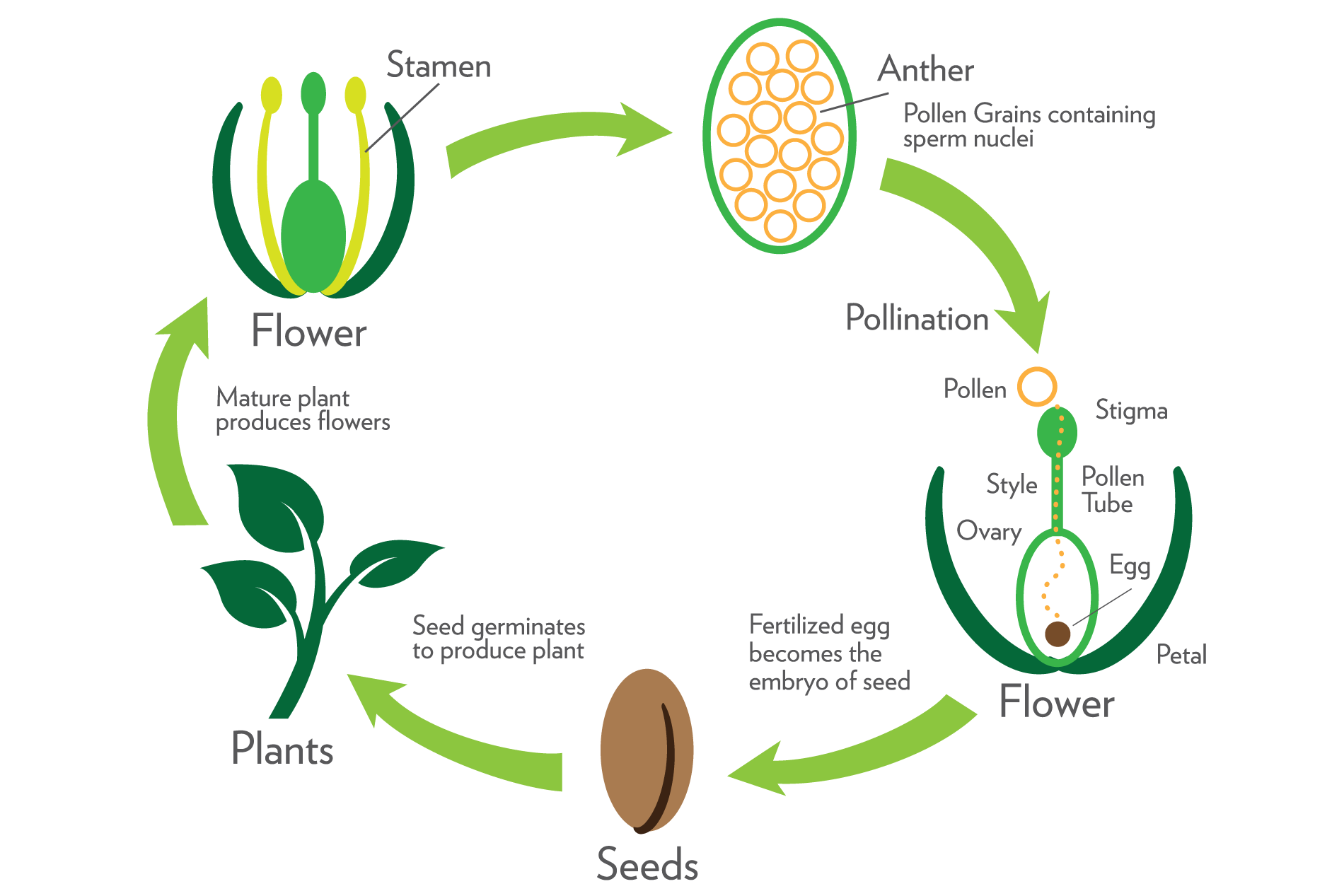 Part 3 Growth Reproduction And Evolution Plant Reproduction Aceites Esenciales Dōterra